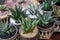 Small succulent plants Haworthia Attenuata member of the subfamily Asphodeloideae potted on the wooden table at the