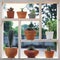 Small succulent pot plants decorative on wood window with morning warm light