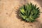 Small succulent on sunny sand soil. Desert flora photo. Trendy succu plant abstraction. Flower shop banner template