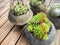 Small succulents in concrete pots on wood