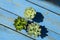 Small succulents in pots on a worn wooden background