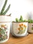 Small succulents in vintage flower pots on a wooden desk against a white background