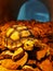 Small Sulcata Tortoise on Coconut Husk Bedding