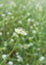 Small summer wild flower against green background