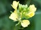 Small summer wild yellow flower macro up close stunning