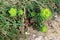 Small Sun spurge or Euphorbia helioscopia herbaceous annual flowering plants with oval leaves and small yellow green flowers