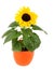 Small sunflower in a pot