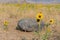 Small Sunflowers Cover the Desert Floor