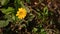 small sunflowers in the grass