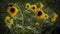 Small sunflowers starting to wilt in Maine
