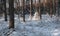 small sunlit Christmas trees covered in fresh snow