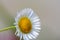 Small sunny chamomile flowers close-up