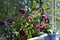 Small sunny garden on the balcony with flowering petunia and lobelia, lily and other plants in flower pots