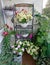 Small sunny urban garden on the balcony.