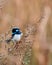 Small Superb fairywren perched atop a sparsely vegetated shrub