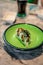 Small sushi on green plate at chinese restaurant Small sushi on green plate at chinese restaurant