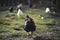 Small sustainable farm. Detail of feeding chicken. Feeding time.