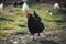 Small sustainable farm. Detail of feeding chicken. Feeding time.