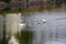 A small swan family is swimming in line in the canal on a warm summer morning in MalmÃ¶, Sweden