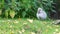 Small swan walking in the green grass