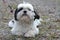 Small and sweet Lhasa apso resting on a road