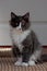 A small and sweet norwegian forest cat kitten sitting in front of a white door