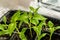 Small sweet pepper seedlings are in a plastic container. Seedlings for planting peppers in the spring in the garden