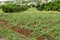 Small Sweet Potato Garden