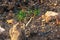 Small sweet tabaiba plant sprout Euphorbia balsamÃ­fera growing between rocks, Tenerife, Canary islands, Spain - Image