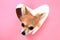 Small sweet valentine chihuahua