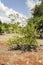 Small Sweetsop Tree