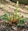 Small Sword Fern with Tendrils