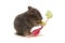 Small syrian hamster eating radish