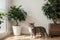 A small tabby cat lies by the indoor evergreen ficus benjamin on a wooden light white background. Space for text