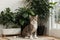 A small tabby cat lies by the indoor evergreen ficus benjamin on a wooden light white background. Space for text