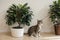 A small tabby cat lies by the indoor evergreen ficus benjamin on a wooden light white background. Space for text