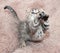 Small tabby kitten Scottish Fold leaps forward, stretching legs