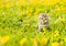 Small tabby kitten sitting on a dandelion field