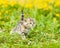 Small tabby kitten walking on a dandelion field