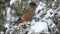 Small taiga bird Siberian jay, Perisoreus infaustus in wintery coniferous forest