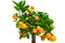 small tangerine tree