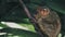 Small tarsier falling asleep sitting on branch