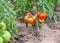 Small tasty tomatoes on a branches growing in a greenhouse