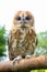 Small tawny owl sitting on tree branch