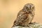 Small tawny owl on a stone