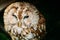 The small tawny owl. Wild bird. Close up head