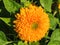 Small teddybear sunflower blossom closeup with space