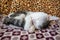 Small teen kitten lies and sleeps on the fluffy blanket