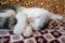 Small teen kitten lies and sleeps on the fluffy blanket