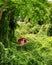 Small temple in the jungle